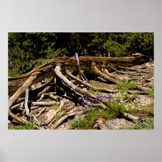 Gestorven pine-boom poster (Voorkant)