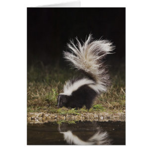 Gestreept stinkdier, Mephitis mephitis