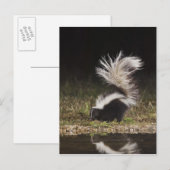 Gestreept stinkdier, Mephitis mephitis Briefkaart (Voorkant / Achterkant)