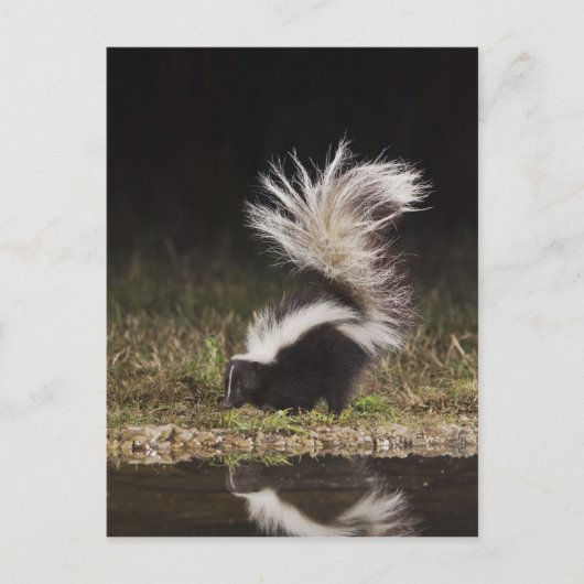 Gestreept stinkdier, Mephitis mephitis Briefkaart (Voorkant)