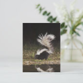 Gestreept stinkdier, Mephitis mephitis Briefkaart (Staand voorkant)