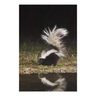 Gestreept stinkdier, Mephitis mephitis Foto Afdruk