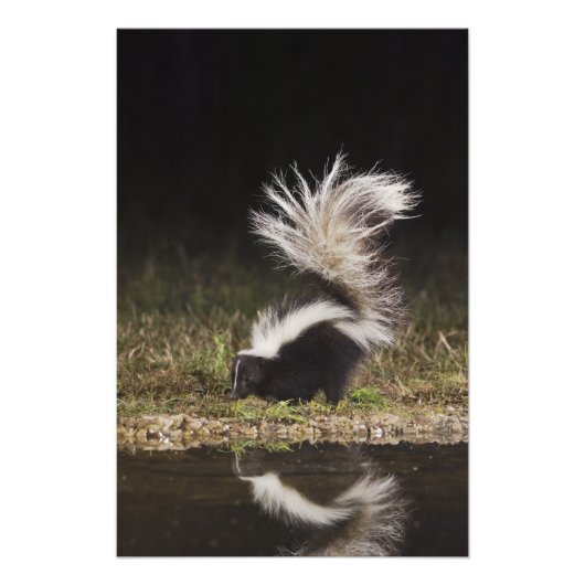 Gestreept stinkdier, Mephitis mephitis Foto Afdruk (Voorkant)