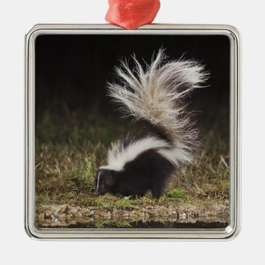 Gestreept stinkdier, Mephitis mephitis Metalen Ornament (Voorkant)