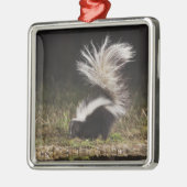 Gestreept stinkdier, Mephitis mephitis Metalen Ornament (Links)