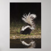 Gestreept stinkdier, Mephitis mephitis Poster (Voorkant)
