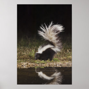 Gestreept stinkdier, Mephitis mephitis Poster