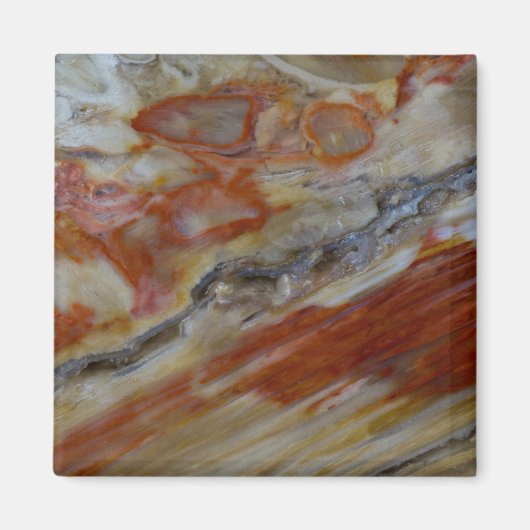 Gestreept versteend hout magneet (Voorkant)