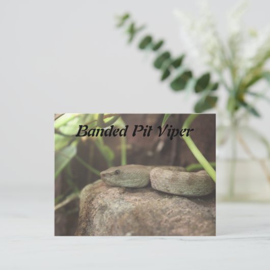 gestreepte adderslang briefkaart (Staand voorkant)