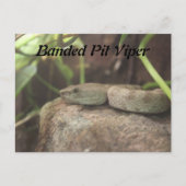 gestreepte adderslang briefkaart (Voorkant)