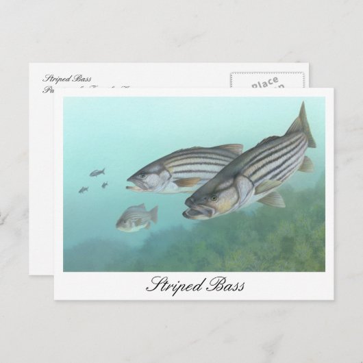 Gestreepte bas schilderij Briefkaart (Voorkant / Achterkant)