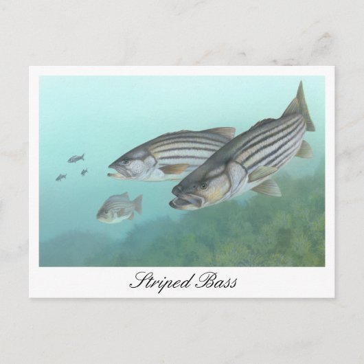 Gestreepte bas schilderij Briefkaart (Voorkant)