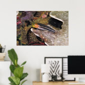 Gestreepte Blenny Poster (Thuiskantoor)