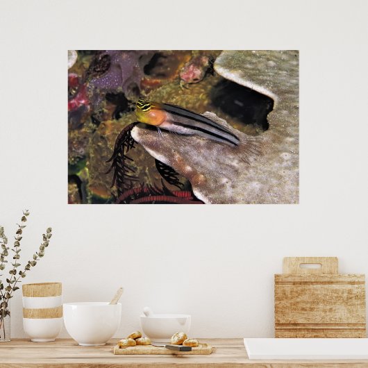 Gestreepte Blenny Poster (Keuken)