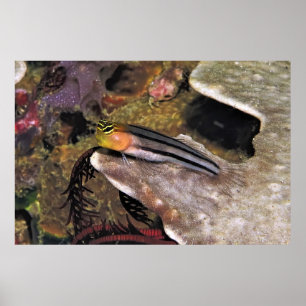 Gestreepte Blenny Poster