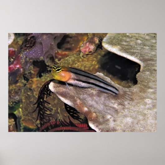 Gestreepte Blenny Poster (Voorkant)