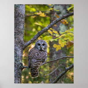 Gestreepte Bosuil in de herfst Alger County, MI Poster