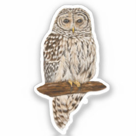Gestreepte Bosuil Sticker