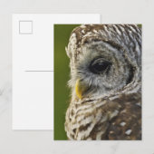 Gestreepte Bosuil, Strix varia, Michigan Briefkaart (Voorkant / Achterkant)