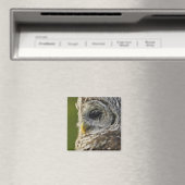 Gestreepte Bosuil, Strix varia, Michigan Magneet (Insitu (Vaatwasser))