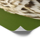Gestreepte Bosuil, Strix varia, Michigan Poster (Hoek)