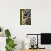Gestreepte Bosuil, Strix varia, Michigan Poster (Thuiskantoor)