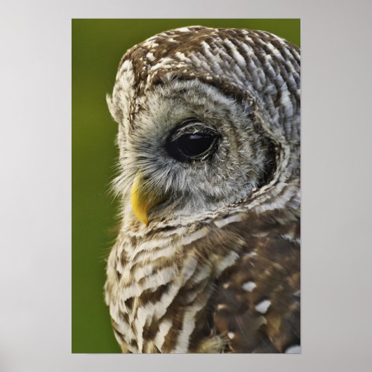 Gestreepte Bosuil, Strix varia, Michigan Poster (Voorkant)