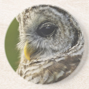 Gestreepte Bosuil, Strix varia, Michigan Zandsteen Onderzetter