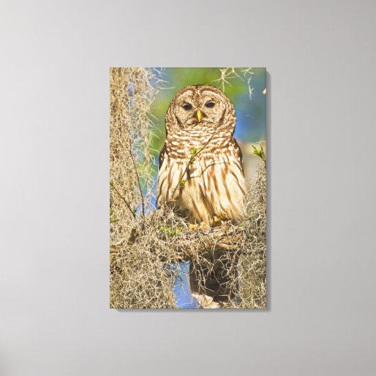 Gestreepte bosuil (Strix varia) op een cipres Canvas Afdruk (Voorkant)
