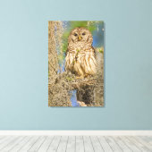 Gestreepte bosuil (Strix varia) op een cipres Canvas Afdruk (Insitu (Houten vloer))