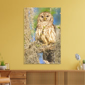Gestreepte bosuil (Strix varia) op een cipres Canvas Afdruk (Insitu (Woonkamer))