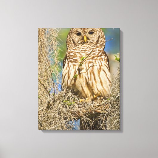 Gestreepte bosuil (Strix varia) op een cipres Canvas Afdruk (Voorkant)