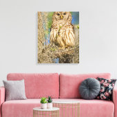 Gestreepte bosuil (Strix varia) op een cipres Canvas Afdruk (Insitu (Woonkamer))