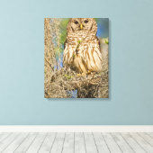 Gestreepte bosuil (Strix varia) op een cipres Canvas Afdruk (Insitu (Houten vloer))