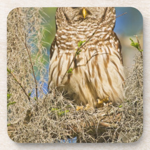 Gestreepte bosuil (Strix varia) op een cipres Onderzetter