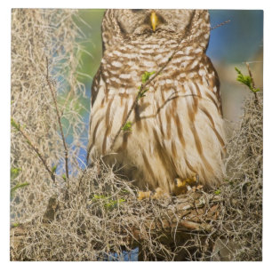 Gestreepte bosuil (Strix varia) op een cipres Tegeltje
