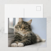 Gestreepte kat bij een raam briefkaart (Voorkant / Achterkant)