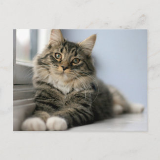 Gestreepte kat bij een raam briefkaart
