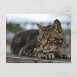 Gestreepte kat klaar voor actie in Devon Briefkaart