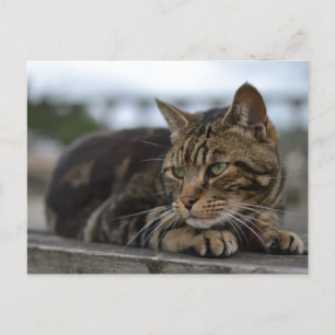 Gestreepte kat klaar voor actie in Devon Briefkaart
