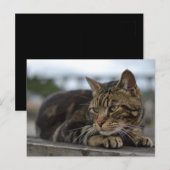 Gestreepte kat klaar voor actie in Devon Briefkaart (Voorkant / Achterkant)