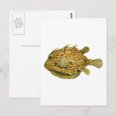 Gestreepte koeienvis briefkaart (Voorkant / Achterkant)