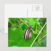 Gestreepte Landslak op een Briefkaart met lef (Voorkant / Achterkant)
