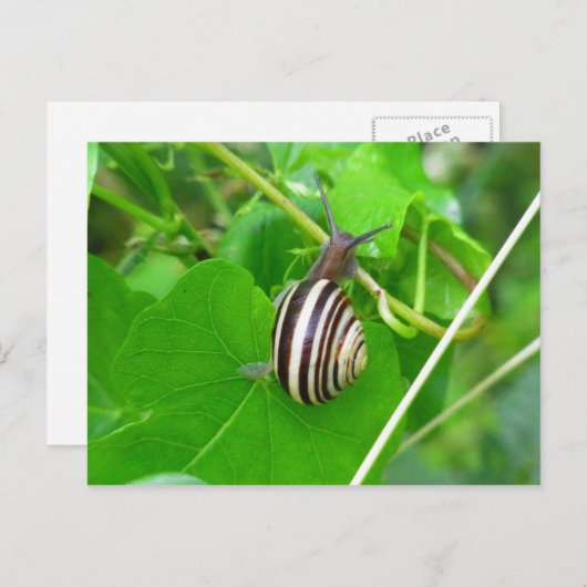 Gestreepte Landslak op een Briefkaart met lef (Voorkant / Achterkant)