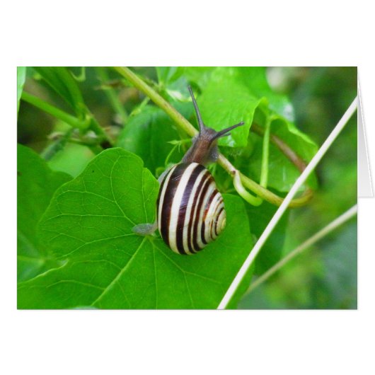 Gestreepte Landslak op een Groene Leaf Blank Kaart (Voorkant Horizontaal)