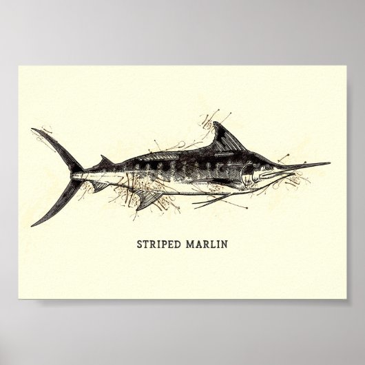Gestreepte marlijn Kajikia audax  Tekenkunst Poster (Voorkant)