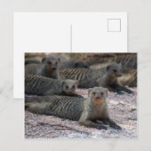 Gestreepte mongans briefkaart (Voorkant / Achterkant)