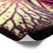 Gestreepte Paarse orchidee ventilator dicht Poster (Hoek)