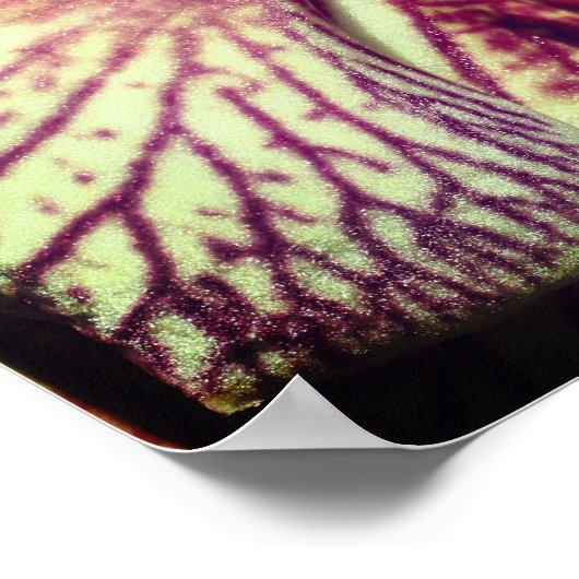 Gestreepte Paarse orchidee ventilator dicht Poster (Hoek)