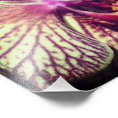 Gestreepte Paarse orchideeënbloem Close Up 8x10 Foto Afdruk (Hoek)